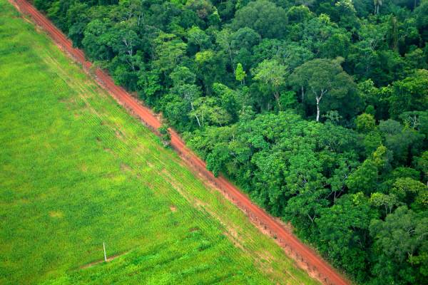 Amazon rainforest faces increased deforestation rates