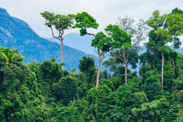 Amazon rainforest faces increased deforestation rates