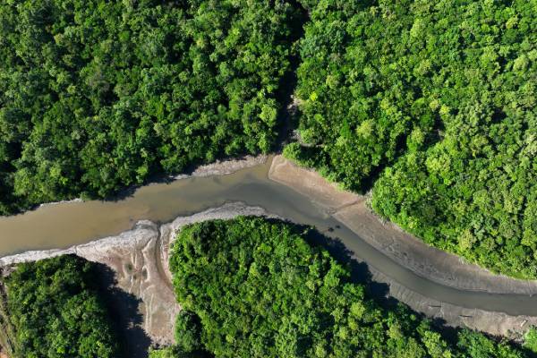 Amazon rainforest faces increased deforestation rates