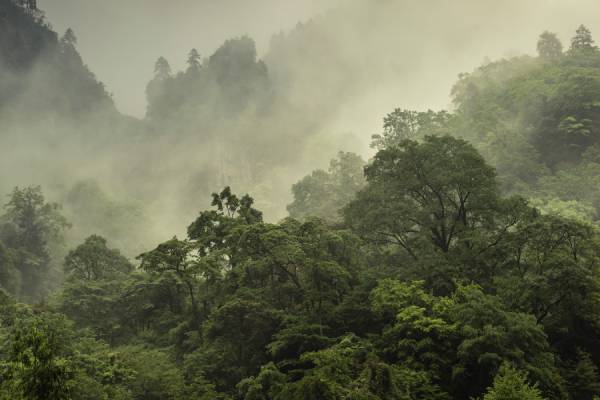 China launches ambitious reforestation campaign